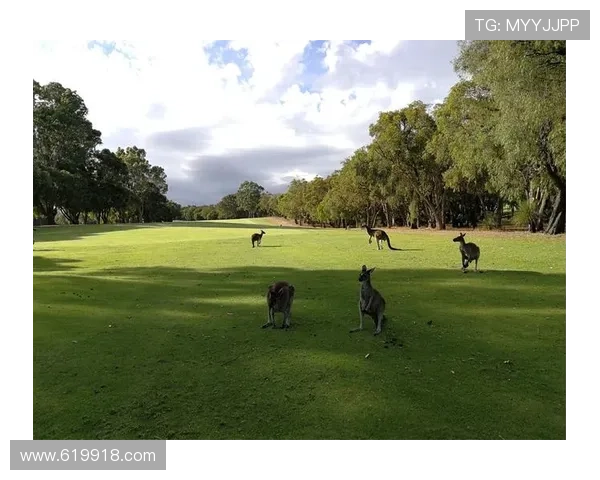 澳洲袋鼠开奖网官方最新开奖结果查询